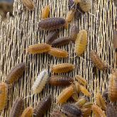 Porcellio Scaber Lottery Ticket